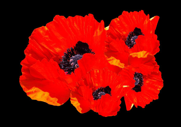 Red Poppies on black