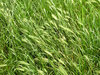 Rye in the grass