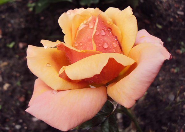 Golden Rose after Rain