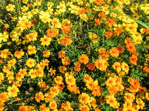 lots of tagetes