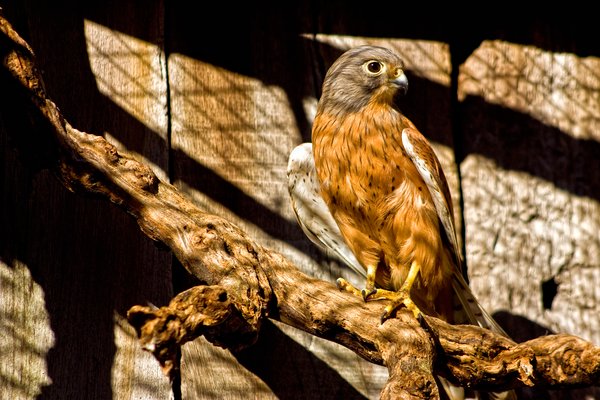 Captive Peregrine Falcon