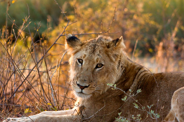 Kruger Park Lioness