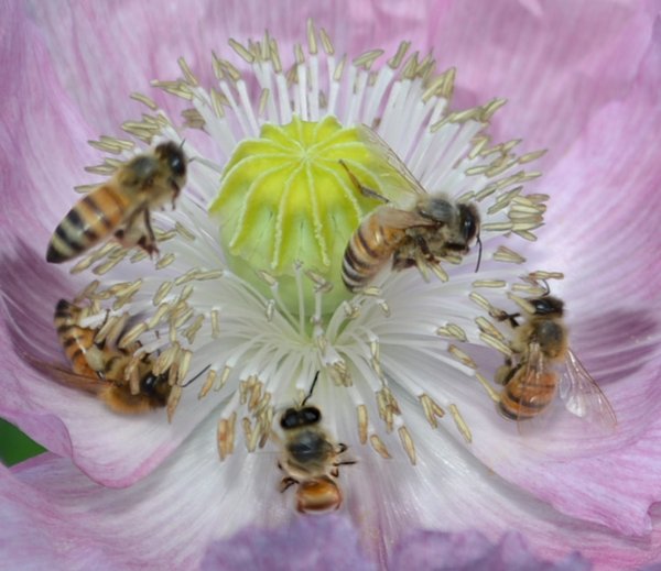Bees On A Poppy