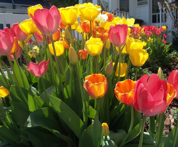 Tulips in their glory