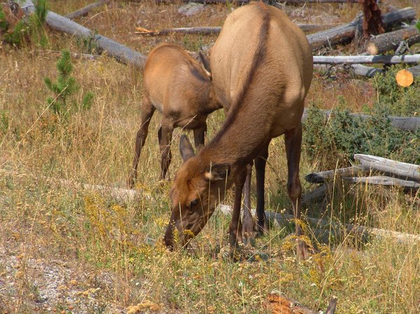 Elk Cow and calf