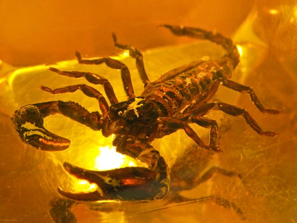 scorpion in bastard amber 2