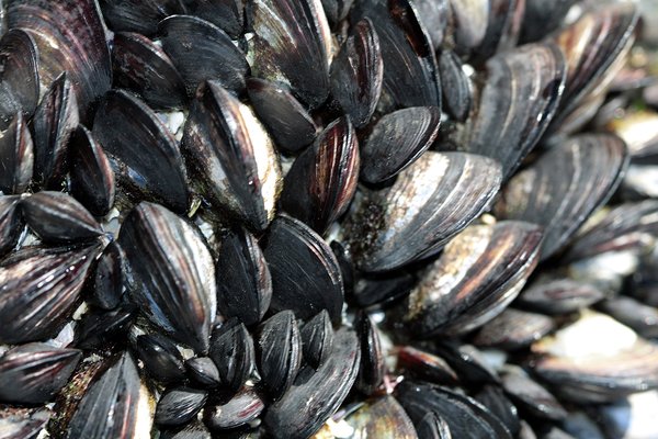 Mussels texture