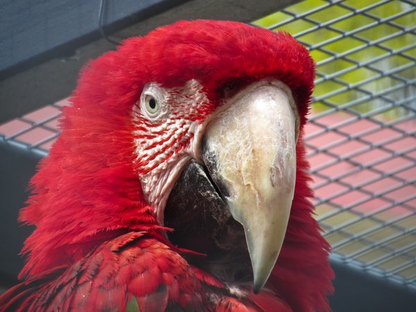 red-and-green macaw 2