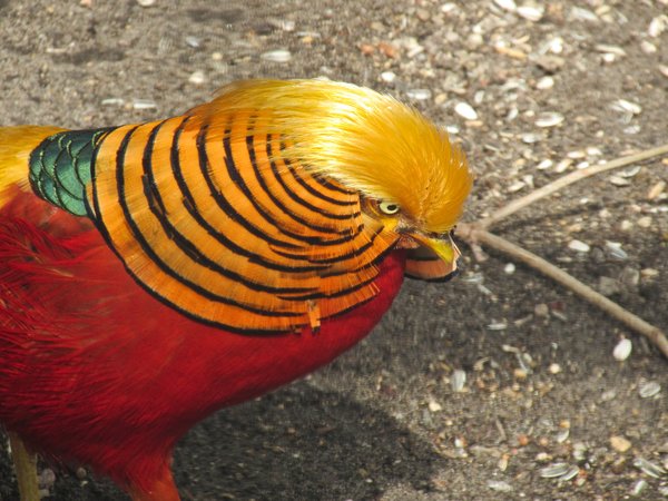 golden pheasant