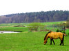 Koń na trawie