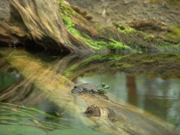 Wetland Frog