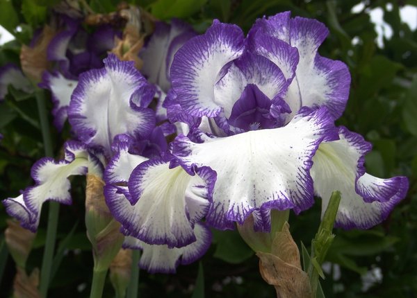 White and Purple Bearded Iris