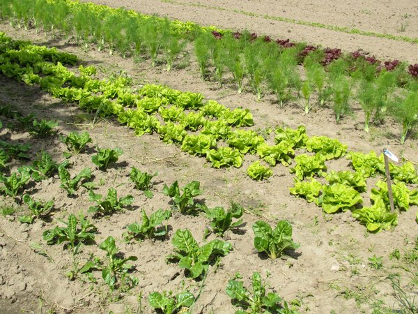 organic salad field 2