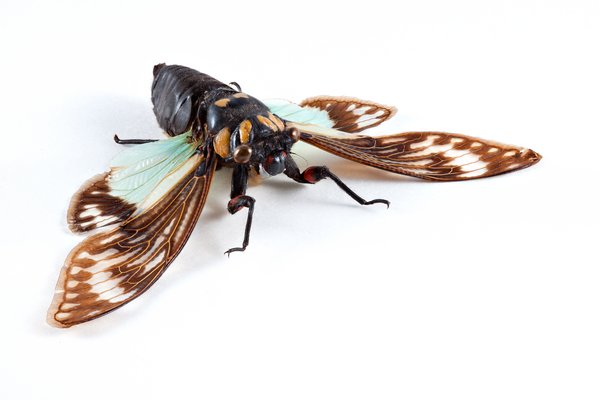 Cicadidae Sp Cicada