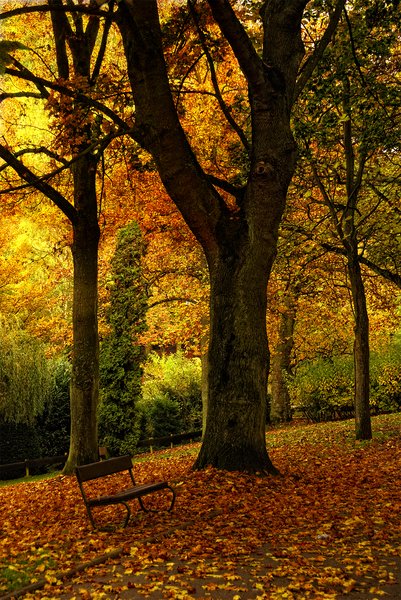 Bright colored autumn trees