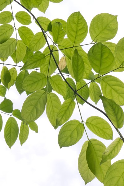 Why Your Microbiome Affects Overall Health