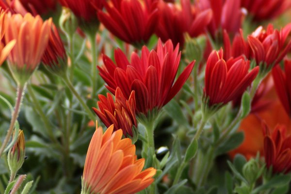 Red and orange margerits