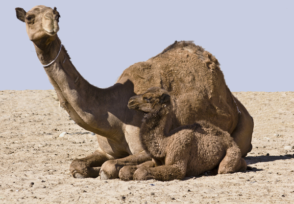 Camel and baby