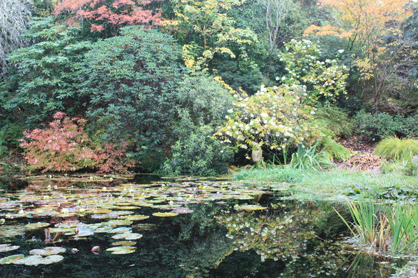Reflections in a still pond