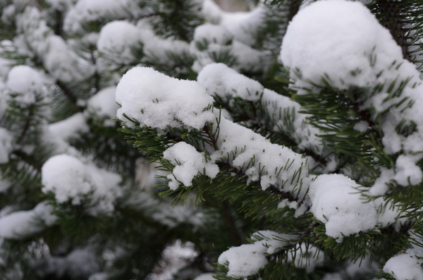 Snow and spruce
