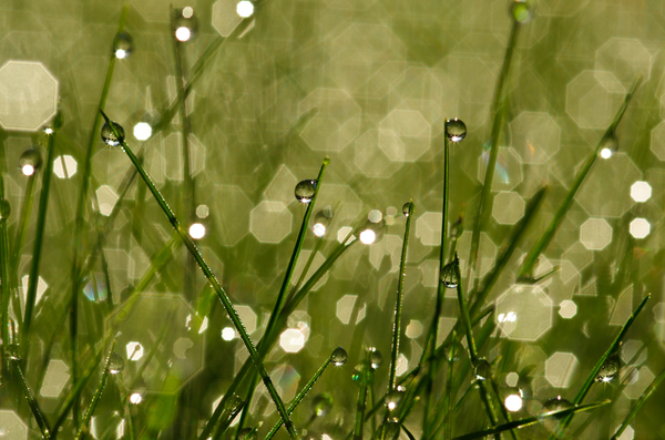 Dew in grass
