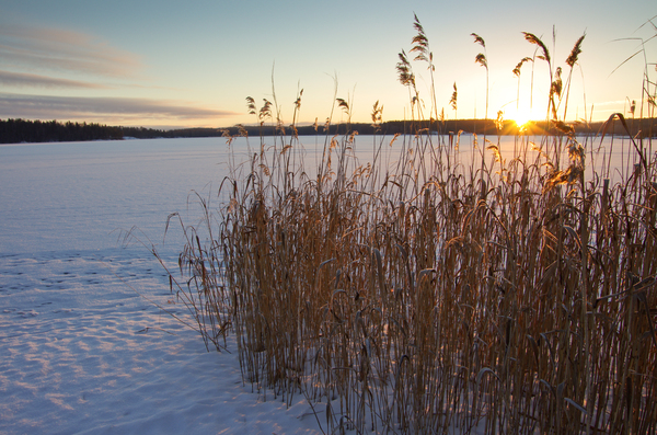 Winter Reed