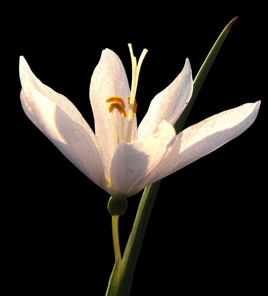 White Flower on pure black bac