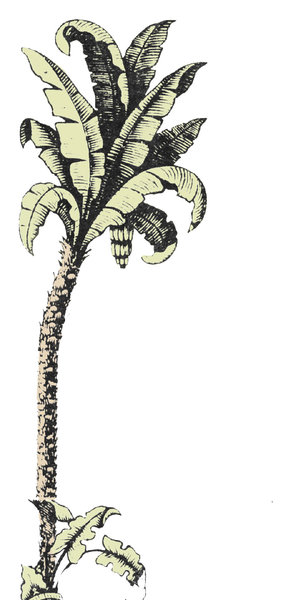 19thC Palm Tree