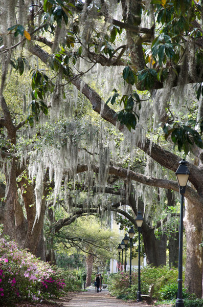 Savannah Park Walk under trees