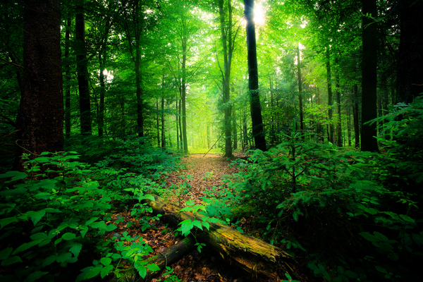 Fairytale Forest- Sunburst in 