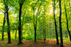 Beech Tree Forest - natural