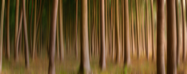 Natural Spruce Forest blurred
