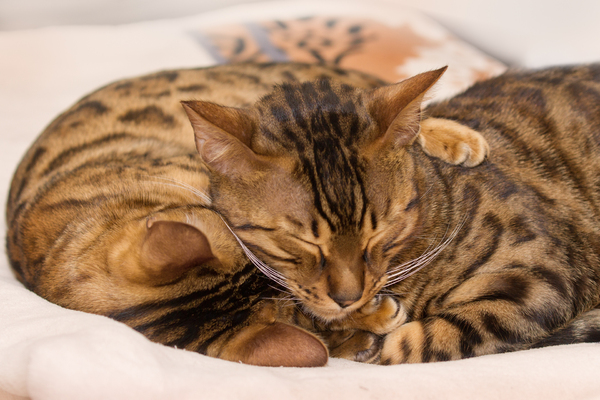 Sleeping Bengal Cats