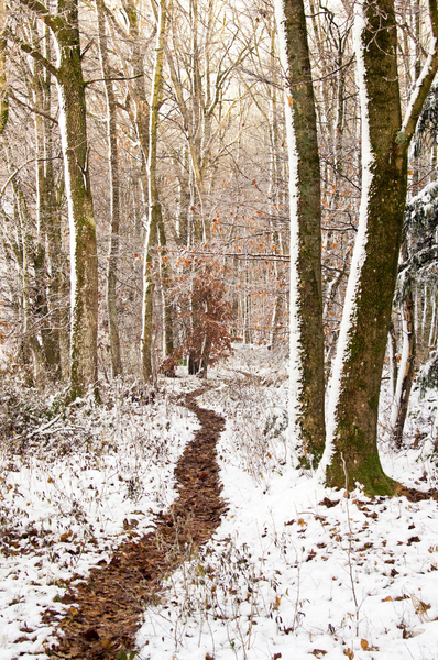 Footpath in snowy Forest