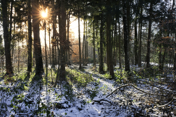 Morning Sun in snowy Forest