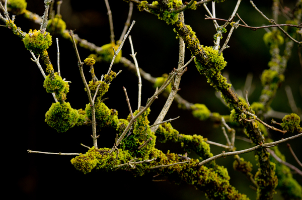 Moss on Branches of a Bush