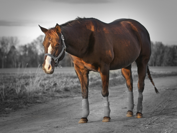 Quarter Horse Colorkey
