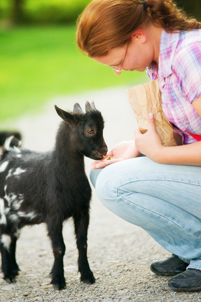 Feeding a Baby Goat