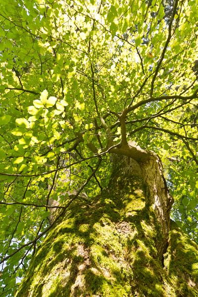Green Tree looking up