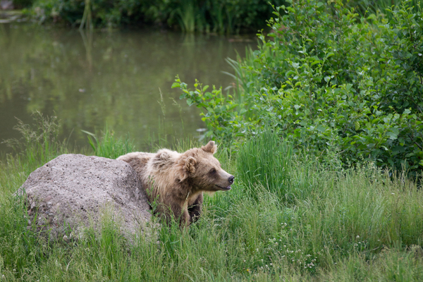 Young Brown Bear scratching on