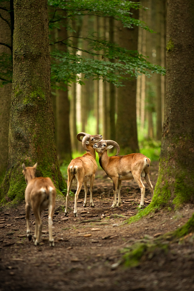 Mouflons in Forest