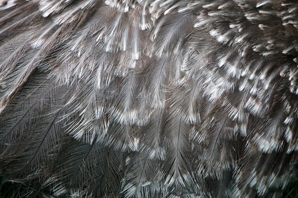 Rhea Feathers