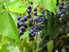 uvas de concórdia selvagens