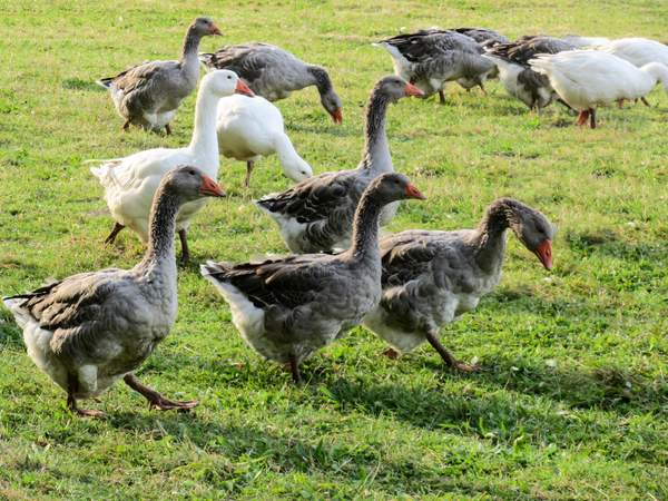 flock of geese 2