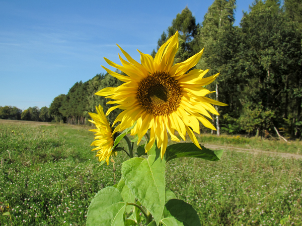 sunflower in summer landscape