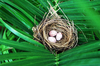 Vogel-Nest - Bulbul Egg