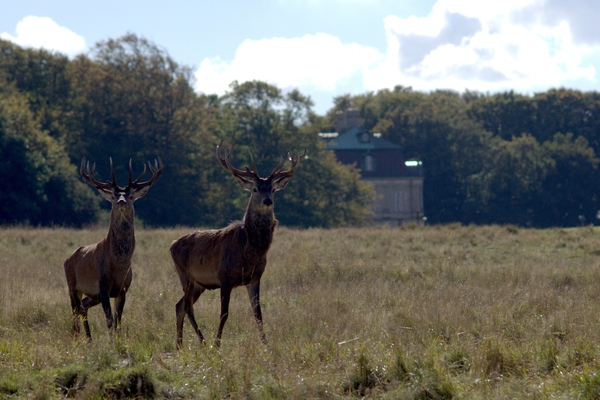 Stags and Castle