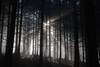 floresta escura