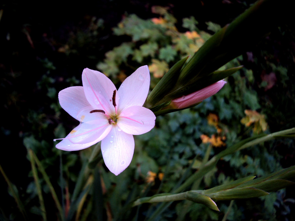 Pale Pink Lily