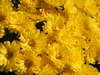 chrysanthèmes jaunes